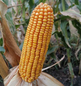 承禾166玉米種子